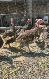 بوقلمون