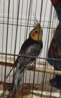 عروس هلندی