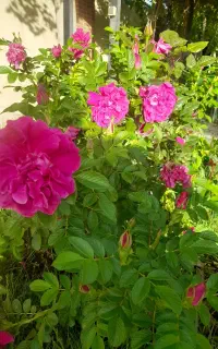 سرایداری باغبانی