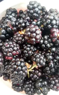 تمشک تازه چیده شده