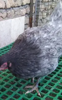 آیسبار نژاد مقاوم و تخم گذاربالا