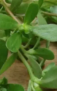 سبزی خرفه