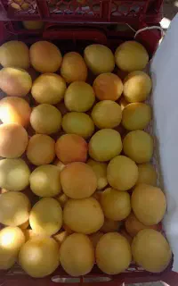 خرید و فروش  زردآلو به صورت عمده