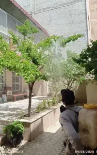 سمپاشی درختان میوه وسم پاشی منازل