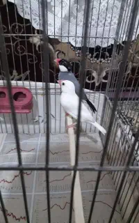 جفت فنج نرگسی جاوا همراه با قفس ولانه