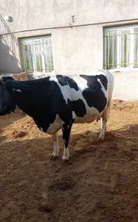فروش گاو شیری
