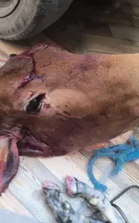 کله پاچه