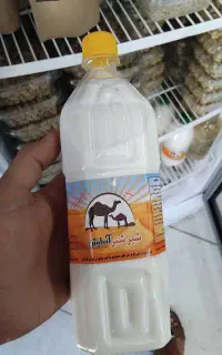 شیر شتر . دوغ شتر