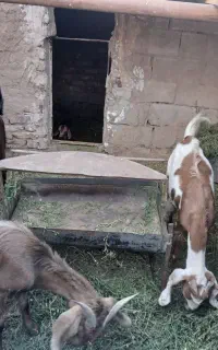 تعدادی بز و کره