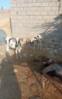 یک عددنوکل