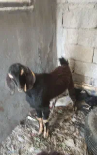 کهره نر