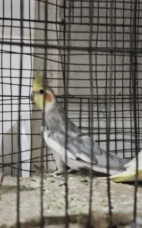یک جفت عروس هلندی