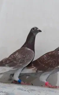 کبوترمسافتی پلاکی تیدی پاکستانی بوشهر