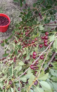 آلبالو درجه یک اعلا آبدار بدون حشره تحویل درب منزل