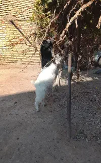 بز باکهره