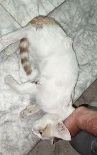 درمان یک گربه خیابانی