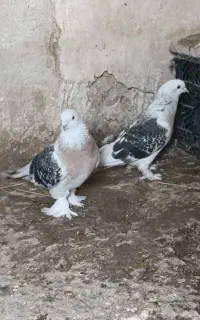 فروش کبوتر