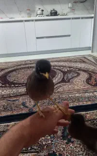 جوجه مینا