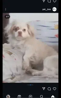 گمشده
