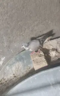 کبوتر امری افشون