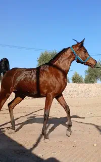 اسب نریان دو سر عرب