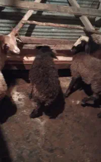 سه عدد بره نر نژاد دار و محلی