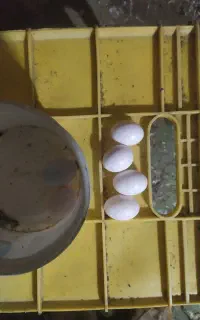 تخم کبوتر خوراکی و نطفه دار.