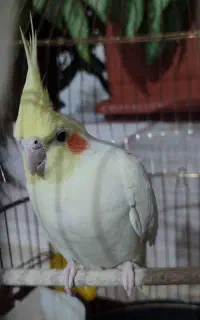 عروس هلندی ماده