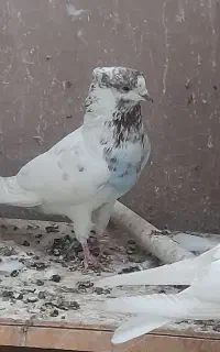 کبوتر