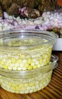 خاویار حلزون .کلاژن طبیعی