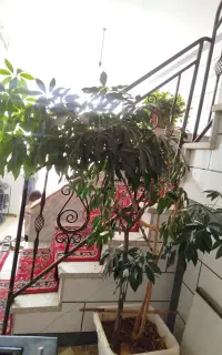گل شفلرا