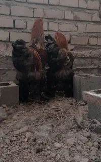 برهما