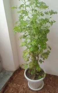 گل عطر بو