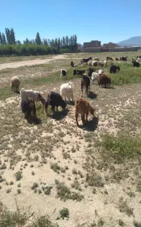 فروش بز