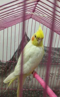 عروس هلندی