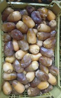 رطب