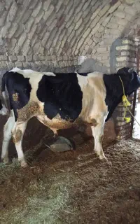 فروش گوساله نر