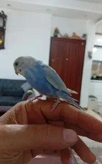 فروش مرغ عشق رام و لوس