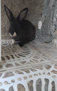 خرگوش