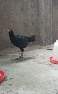 ۲عدد مرغ لاری