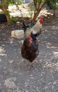 مرغ تخم گذار