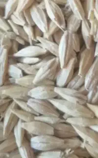 جوگونی کرده