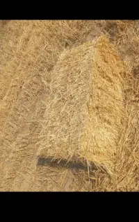 پرس جو