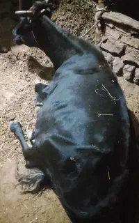 شیری