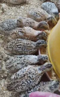 مرجع تخصصی تولید جوجه بلدرچین