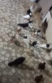 حیوانات مزرعه کبوتر