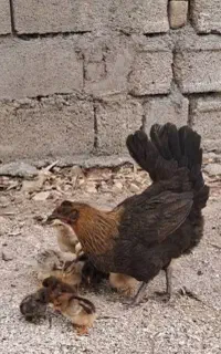 جوجه محلی لطفا توضیحت بخون