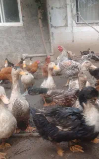 اردک محلی