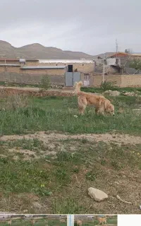 حیوانات مزرعه