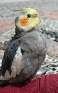 عروس هلندی گمشده